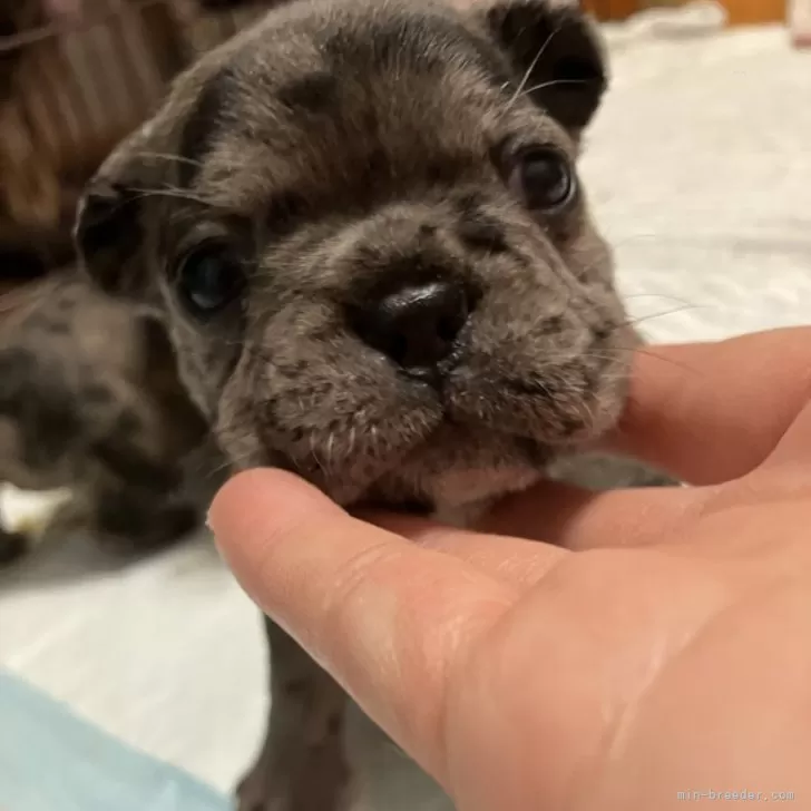 ID:2501-01741の子犬