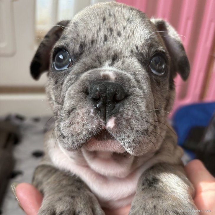 ブリーダー画像