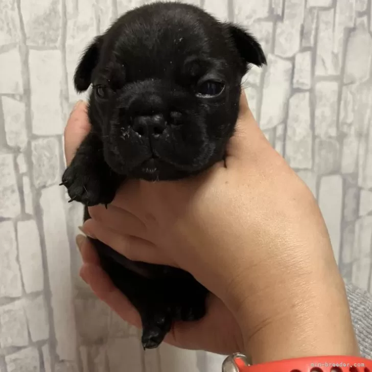 ID:2501-00492の子犬