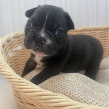 フレンチブルドッグ【青森県・男の子・2025年10月1日・ブリンドル&ホワイト】の写真「BIG BOY」