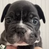 フレンチブルドッグ