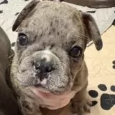 フレンチブルドッグ