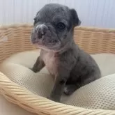 フレンチブルドッグ