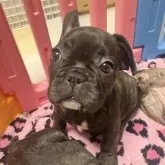 フレンチブルドッグ