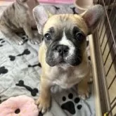フレンチブルドッグ
