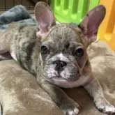 フレンチブルドッグ