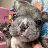 フレンチブルドッグ【青森県・男の子・2025年10月1日・ブルーマール】の写真4