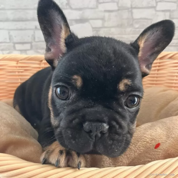 ID:2411-00452の子犬
