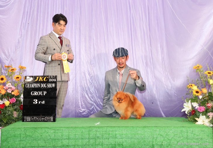 中島　なづな(なかじま　なづな)ブリーダー(滋賀県・チワワ(ロング)など・JKC登録)の紹介写真8