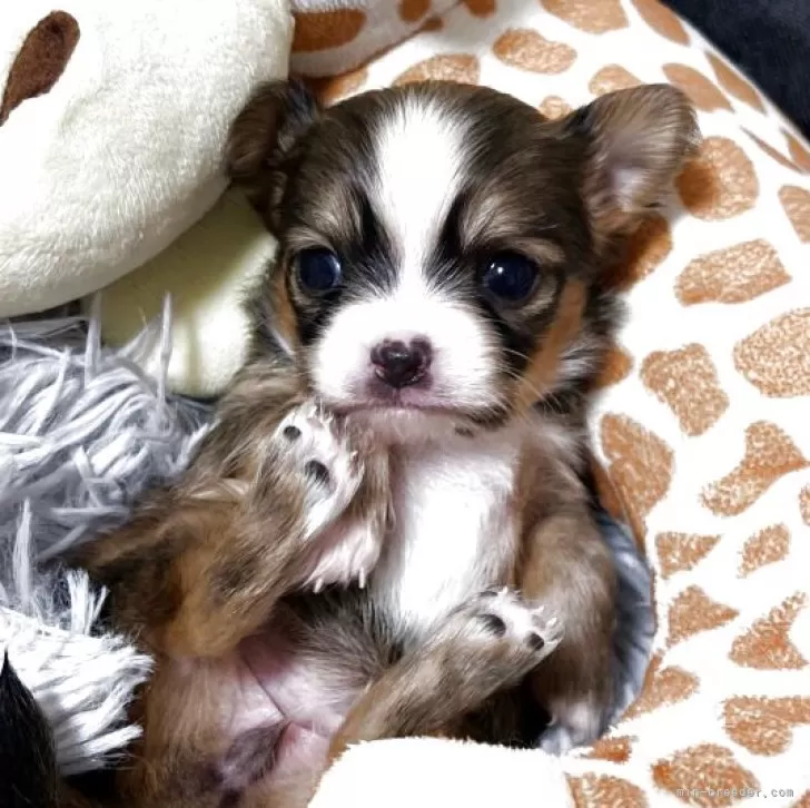 ID:2504-06406の子犬