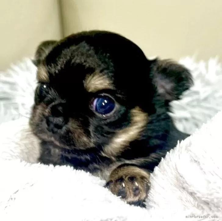 ID：2504-00806の子犬
