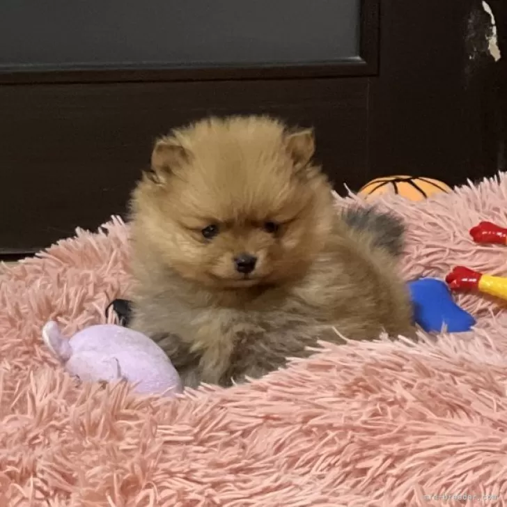 ID:2501-02291の子犬