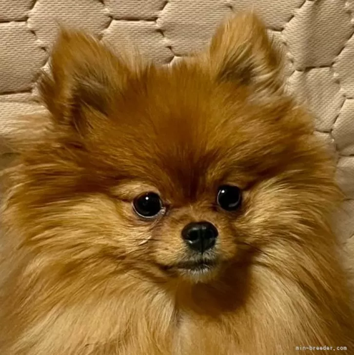 ID:2406-01003の子犬