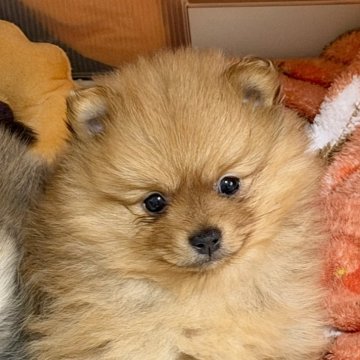 ポメラニアン【滋賀県・女の子・2025年9月20日・オレンジ】の写真「⭐️パパ&おじぃちゃん　JKCチャンピオン⭐️」