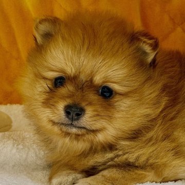 ポメラニアン【滋賀県・女の子・2025年9月20日・オレンジ】の写真「⭐️パパ&おじぃちゃん　JKCチャンピオン⭐️」