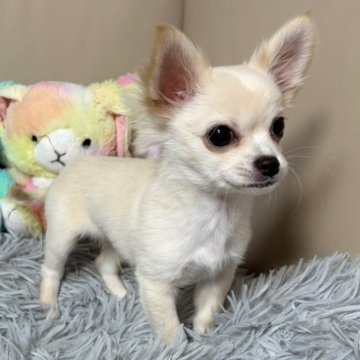 チワワ(ロング)【滋賀県・男の子・2025年8月20日・ホワイト&クリーム】の写真「すごく小さな🇬🇧英国系🇬🇧のイケメンボーイ」