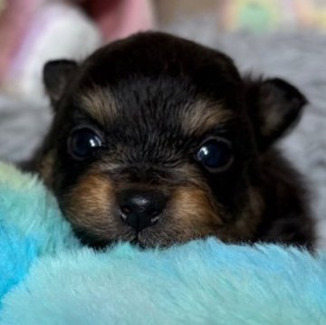 ポメラニアン【滋賀県・男の子・2025年11月15日・ブラックタン】の写真「歴代チャンピオン🥇優良血のイケメンくんです‼️」