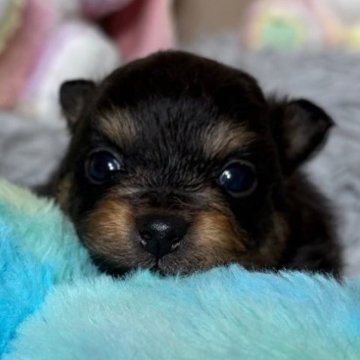 ポメラニアン【滋賀県・男の子・2025年11月15日・ブラックタン】の写真「父JKCチャンピオン👑」