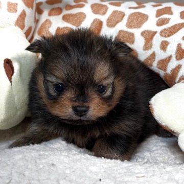 ポメラニアン【滋賀県・女の子・2025年11月15日・オレンジセーブル】の写真「ウルトラ級の美人さん⭐️神がかってます❤️優良血統」