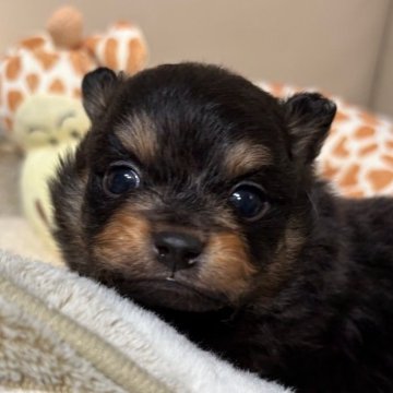 ポメラニアン【滋賀県・男の子・2025年11月15日・ブラックタン】の写真「歴代チャンピオン🥇優良血のイケメンくんです‼️」