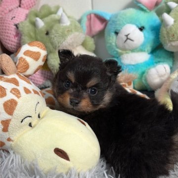 ポメラニアン【滋賀県・男の子・2025年11月15日・ブラックタン】の写真「歴代チャンピオン🥇優良血のイケメンくんです‼️」