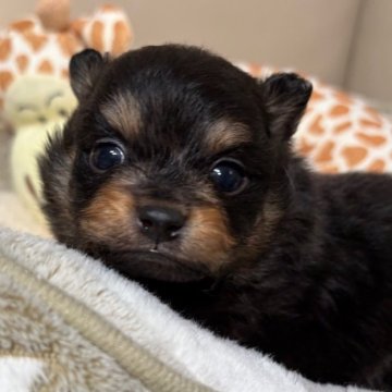 ポメラニアン【滋賀県・男の子・2025年11月15日・ブラックタン】の写真「歴代チャンピオン🥇優良血のイケメンくんです‼️」