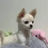 チワワ(ロング)【滋賀県・男の子・2025年8月20日・ホワイト&クリーム】の写真1「英国系🇬🇧の極小王子様です♬」