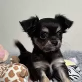 チワワ(ロング)