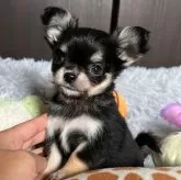 チワワ(ロング)