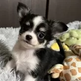 チワワ(ロング)