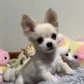 チワワ(ロング)