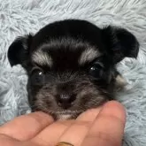 チワワ(ロング)