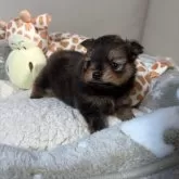 ポメラニアン【滋賀県・女の子・2025年11月15日・オレンジセーブル】の写真4