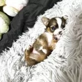 チワワ(ロング)【滋賀県・女の子・2025年3月30日・フォーンセーブル&ホワイト】の写真6「へそ天も得意です😄✨」