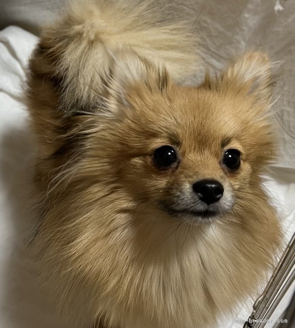 ポメラニアン【・女の子・2023年5月3日・オレンジセーブル】「癒しの可愛さです❤️」