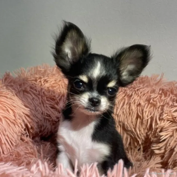 ID：2306-01737の子犬