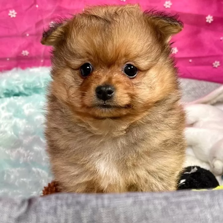 ID:2404-01178の子犬