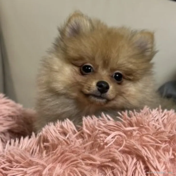 ID：2301-01204の子犬