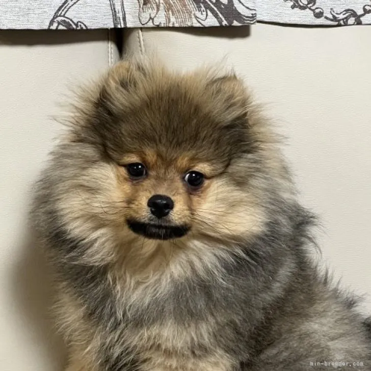 ID：2301-01240の子犬