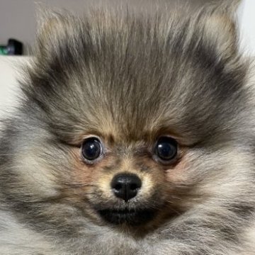 ポメラニアン【滋賀県・女の子・2022年11月7日・オレンジセーブル】の写真「お父さん似のポメラニアンらしい可愛いお顔です💖」