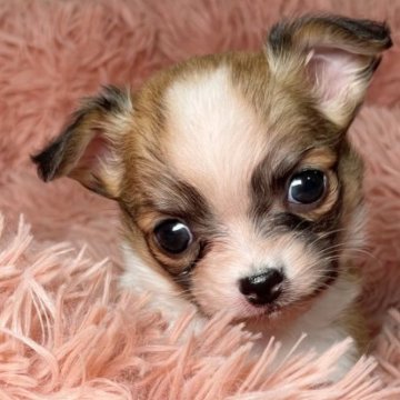 チワワ(ロング)【滋賀県・女の子・2023年5月3日・レッド&ホワイト】の写真「可愛い女の子🐶❤️
毎日美人さんに返信してます💓」