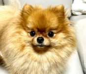 ポメラニアン【・男の子・2023年5月3日・オレンジ】「男前です♬」