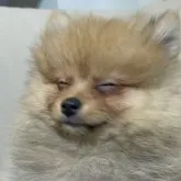 ポメラニアン【滋賀県・女の子・2022年11月7日・オレンジ】の写真4「お目目瞑りました😅」