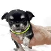 チワワ(ロング)