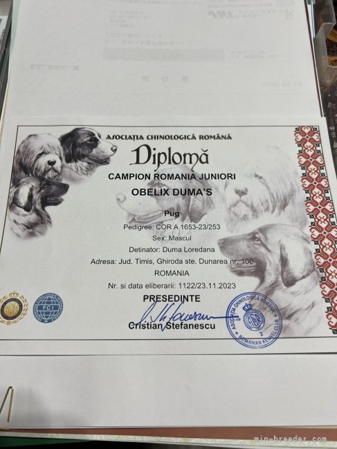 ルーマニア🇷🇴ジュニアチャンピオン証明書です。