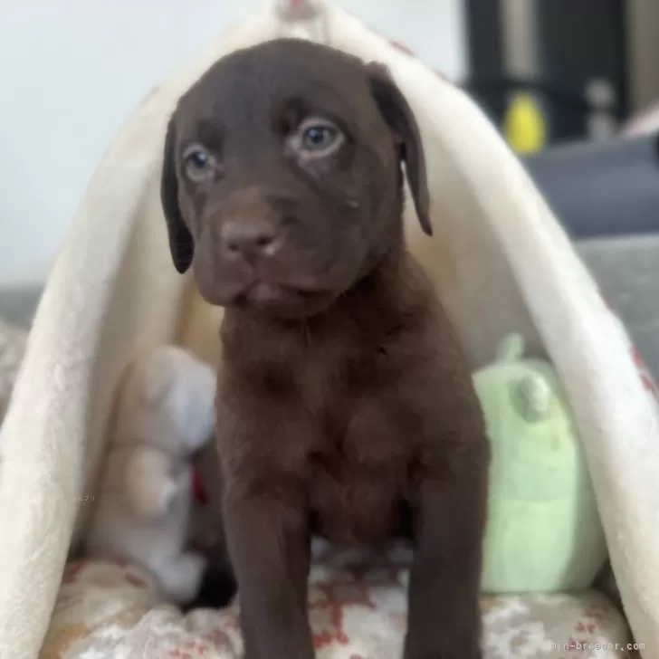 A.A 様のお迎えした子犬