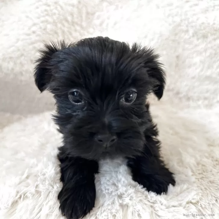 nk 様のお迎えした子犬