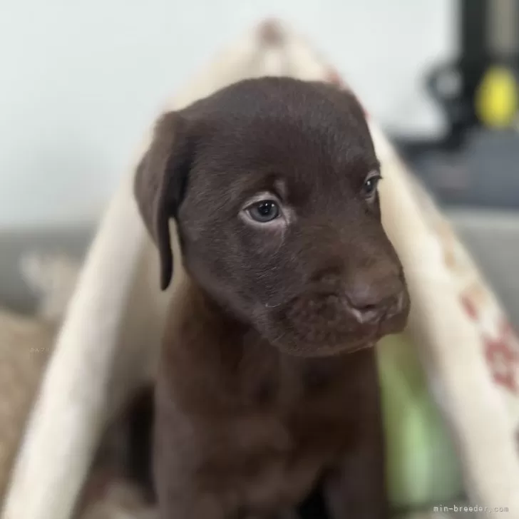 H.T 様のお迎えした子犬