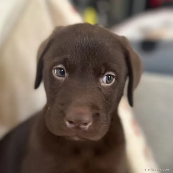 ID:2411-04401の子犬