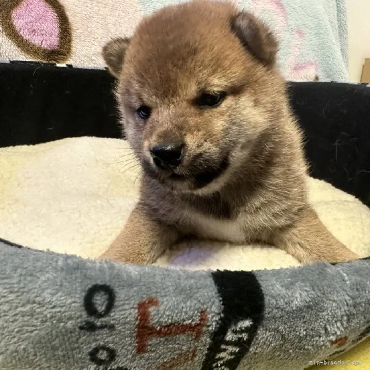 ID:2303-04843の子犬